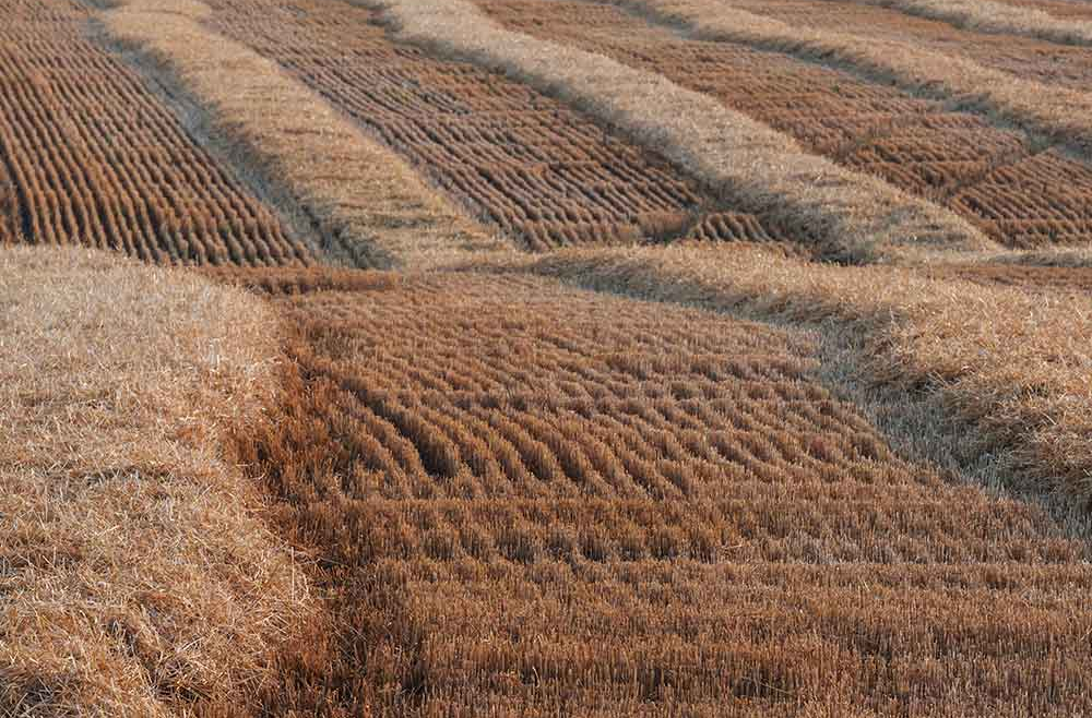 100%-ban természetes